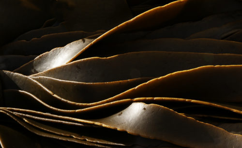 Alge Kelp Laminaria