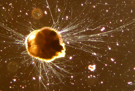 Aus der englischen Wikipedia. Ursprüngliche Beschreibung: Lebende Ammonia tepida, eine benthische Foraminifere, gesammelt in der Bucht von San Francisco. Phasenkontrast-Mikrographie von Scott Fay, UC Berkeley, 2005.