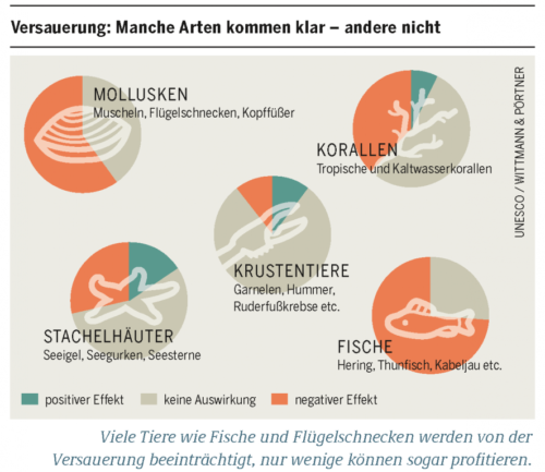 Auswirkung der Versauerung auf Meeresbewohner - schlecht.