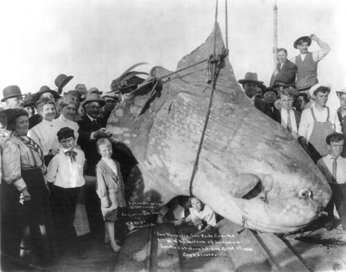 Gefangener Mondfisch/1910