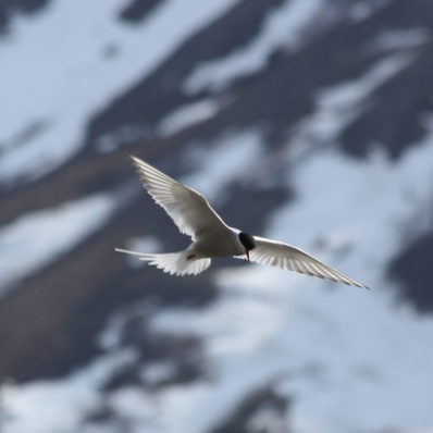 Küstenseeschwalbe im Flug