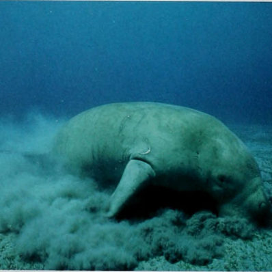 Grasender Dugong