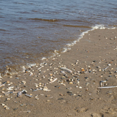 Muscheln Strand