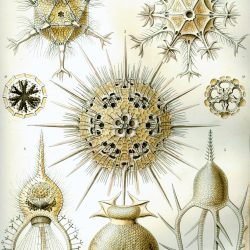 Phaeodarea von Ernst Haeckel, Zooplankton