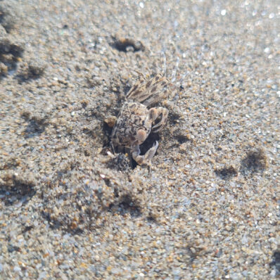 Eine Knödelkrabbe die aus einer Höhle im Sand am SDtrand kommt, extrem gut getant und kaum zui erkennen