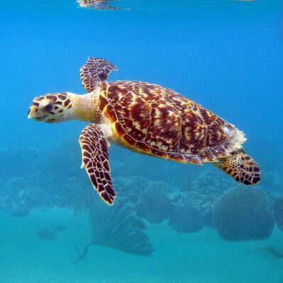 Hawksbill Sea Turtle unter Wasser